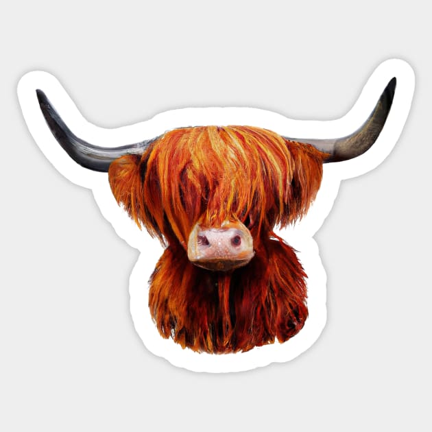 Scottish Highland Cow Sticker by Kaamalauppias